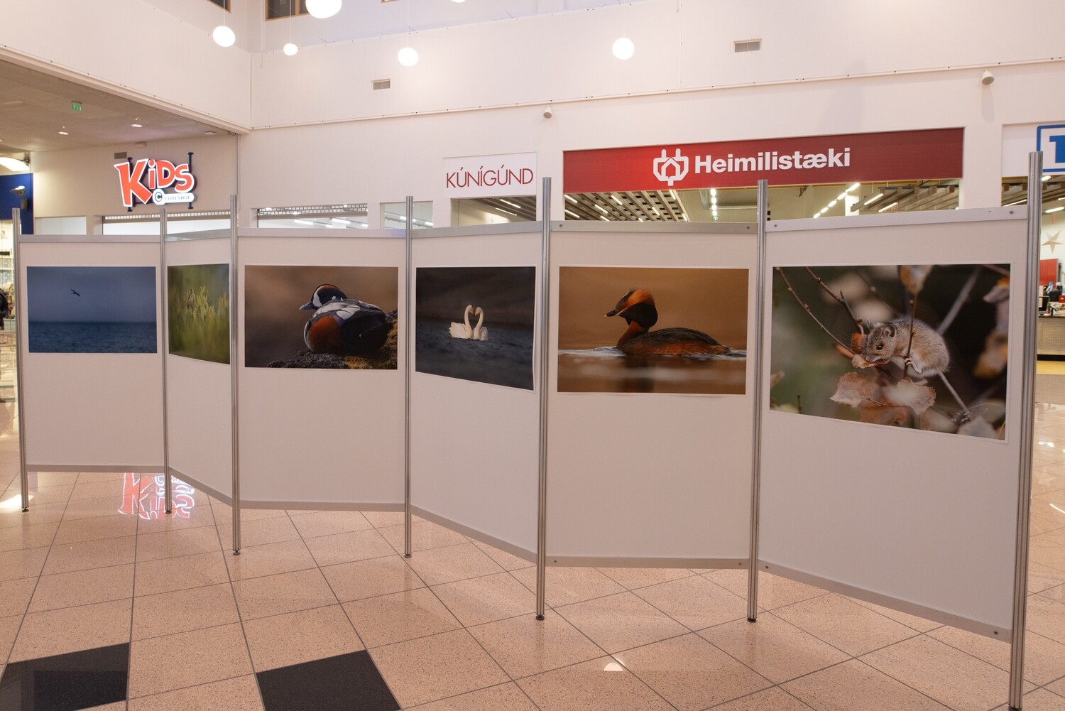 Sýningarkerfi og posterveggir