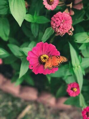 Plantes Primavera