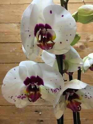 Orquideas