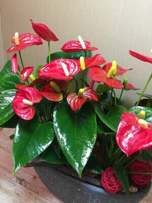 Plantes interiors amb flor.