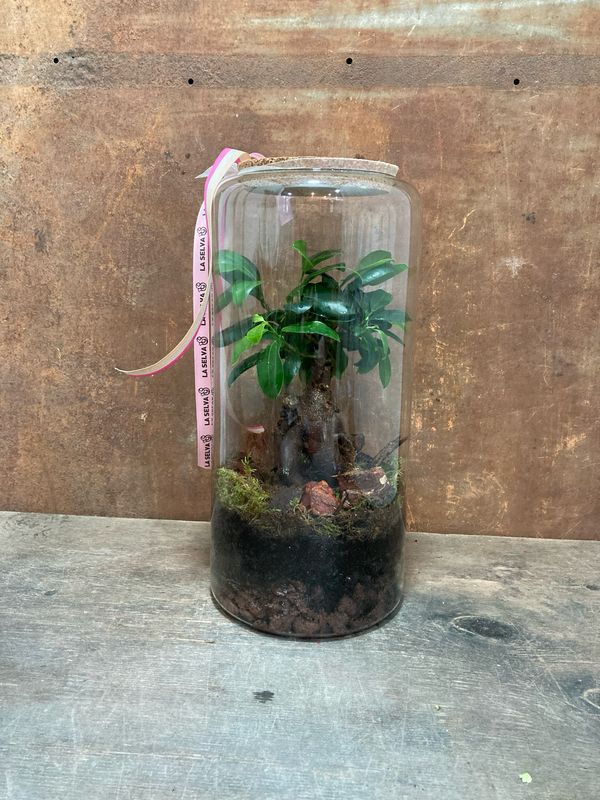 Bosc humit amb Ficus Ginseng