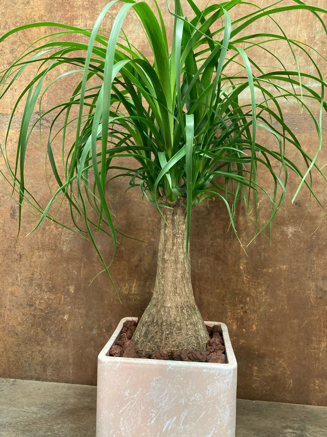 Beocarnia amb test cuadrat de ceramica