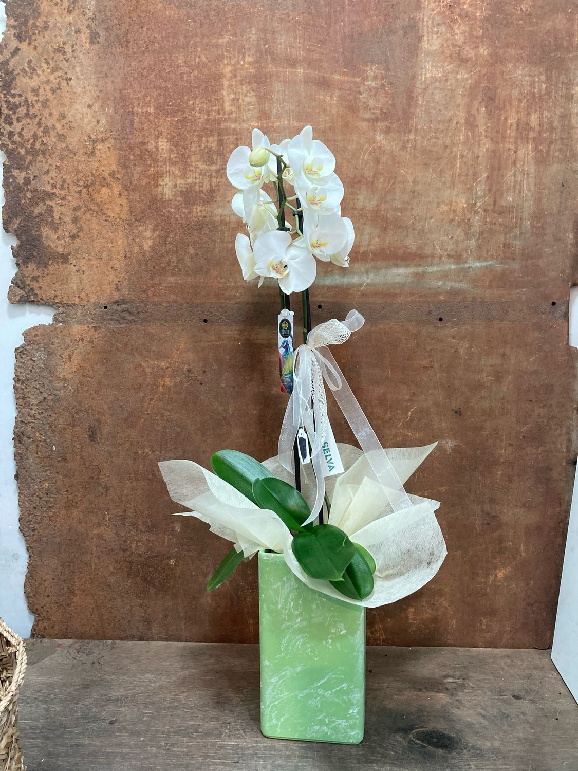 Phalaenopsis amb test empire de ceramica