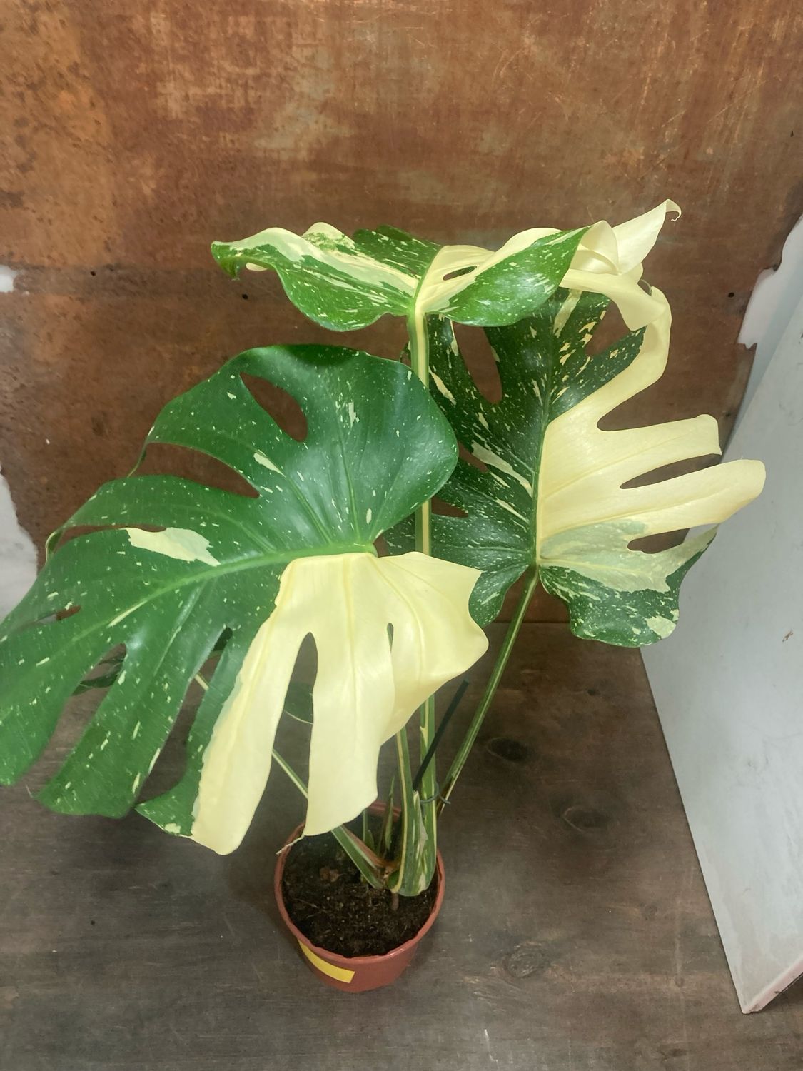 Philodendrom Thai Constellation