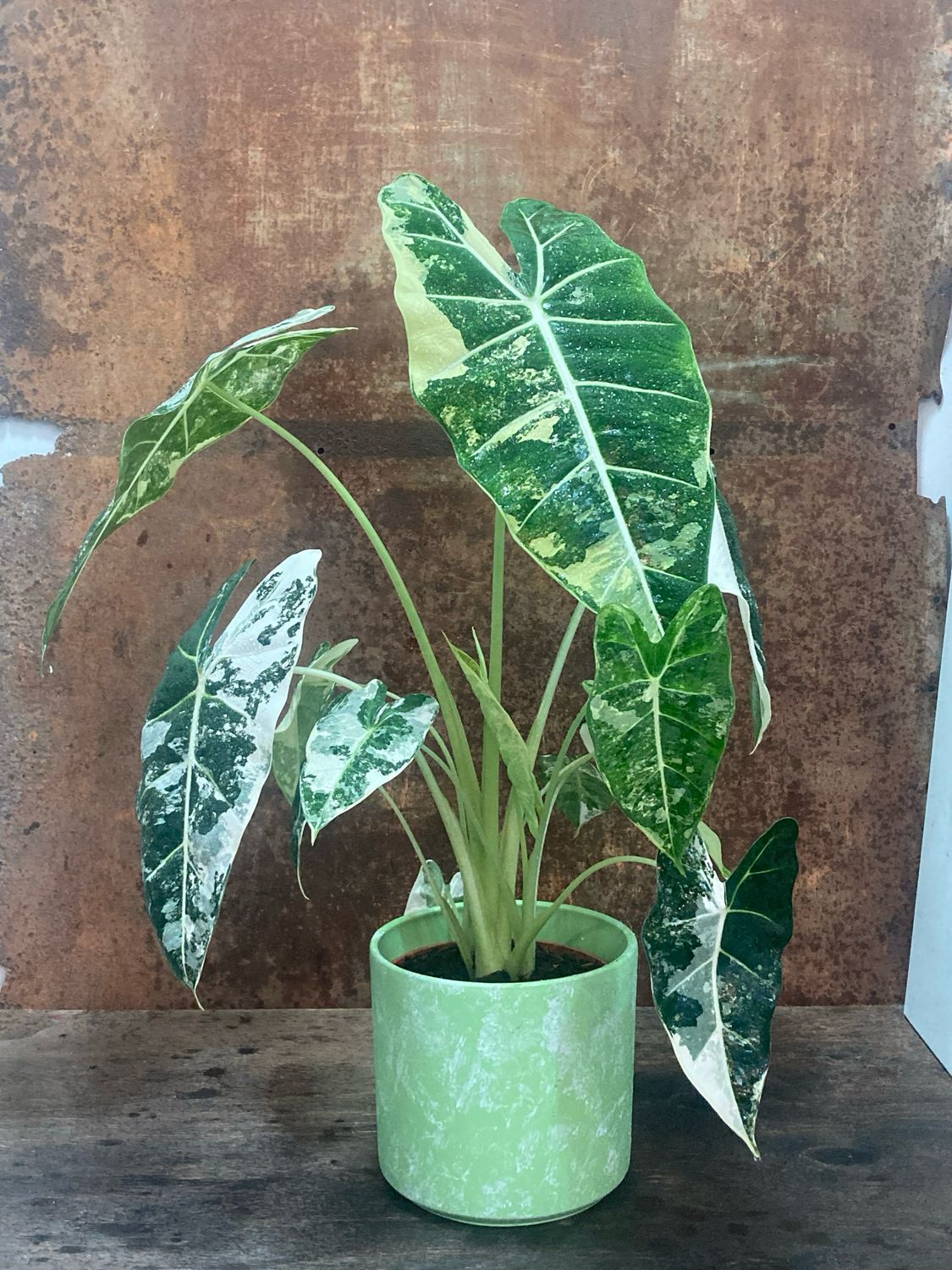 Alocasia Fridek Variegata