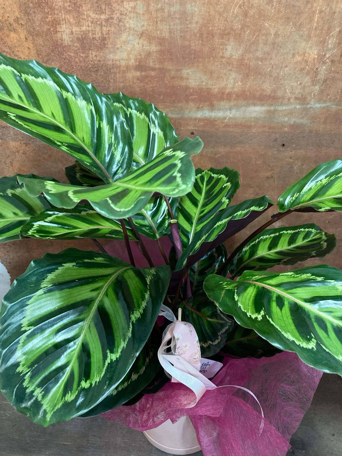 Calathea amb test de cerámica 