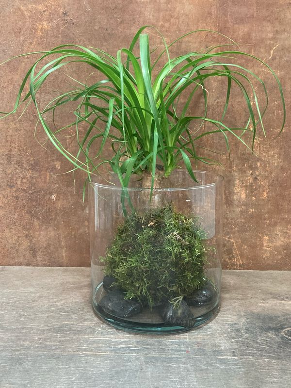 Kokedama beocarnia amb base de vidre