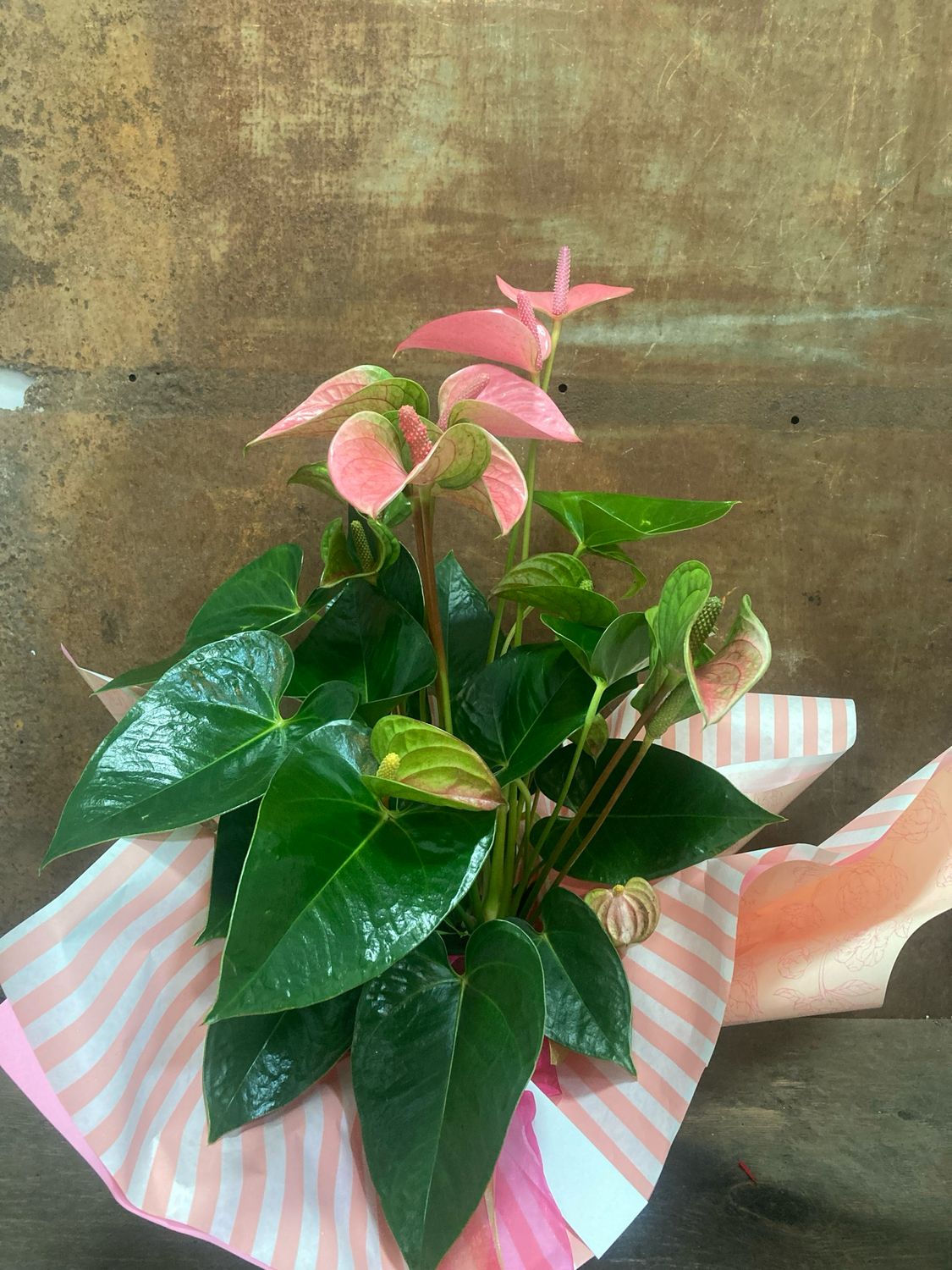 Centre  amb conjunt d’Anthurium rosa