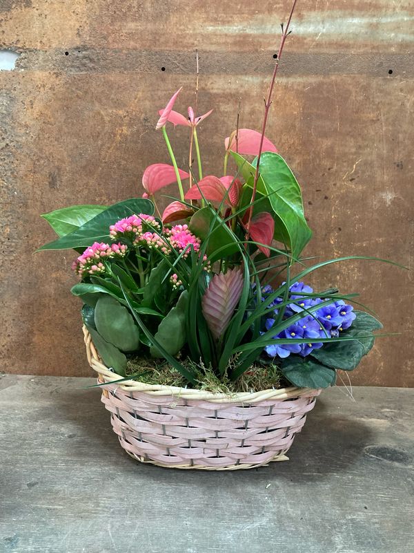 Cistella de corda amb plantes variades