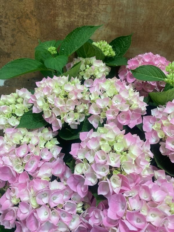 Hortensia amb planta mínim 5 flors