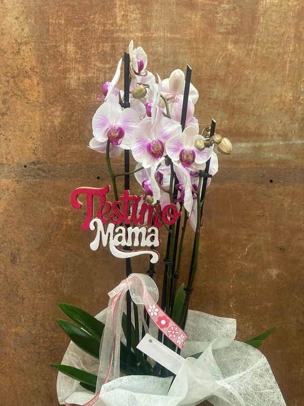  Phalaenopsis amb test de cerámica 