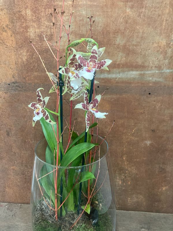 Cambria orquidea amb  gerro de vidre