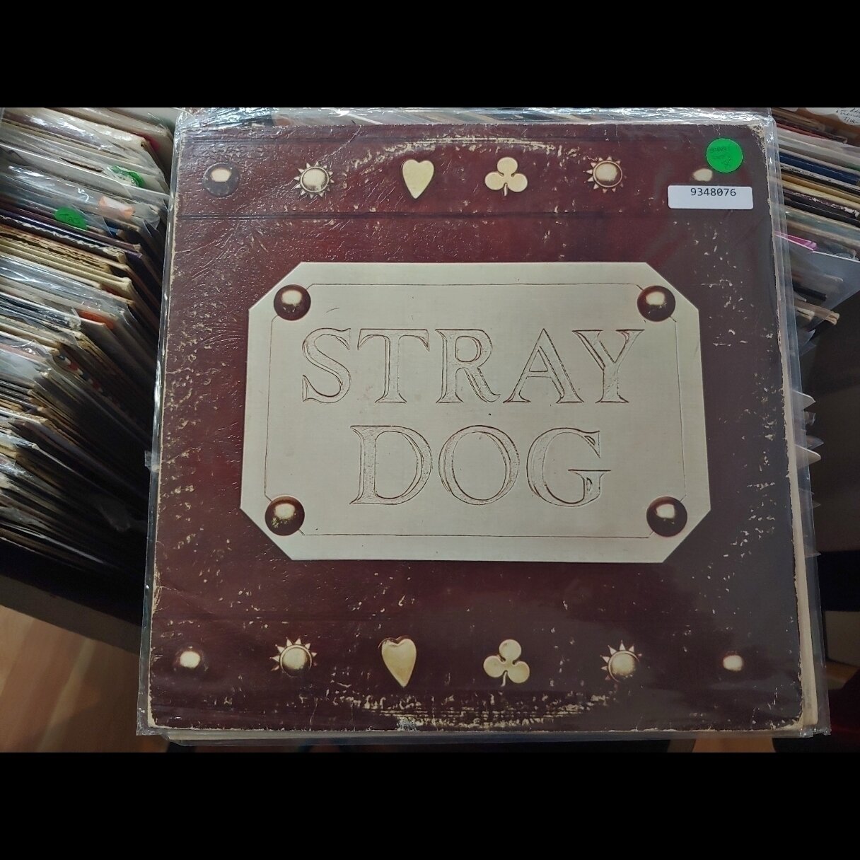 Stray Dog -