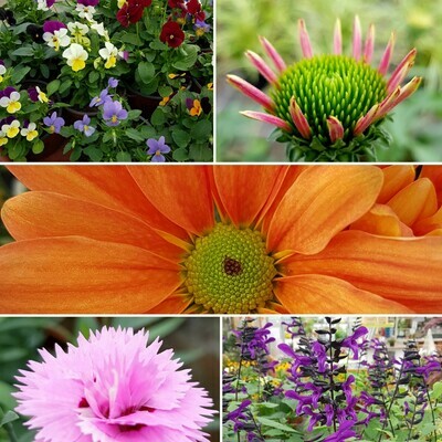 Blumen