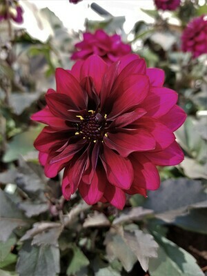 Dahlie