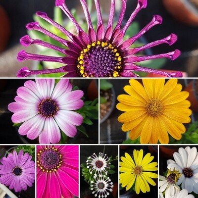 Kap-Körbchen, Osteospermum