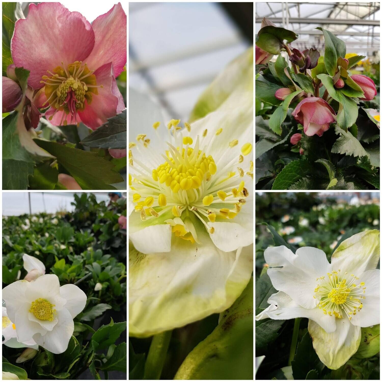 Christrose Christrose