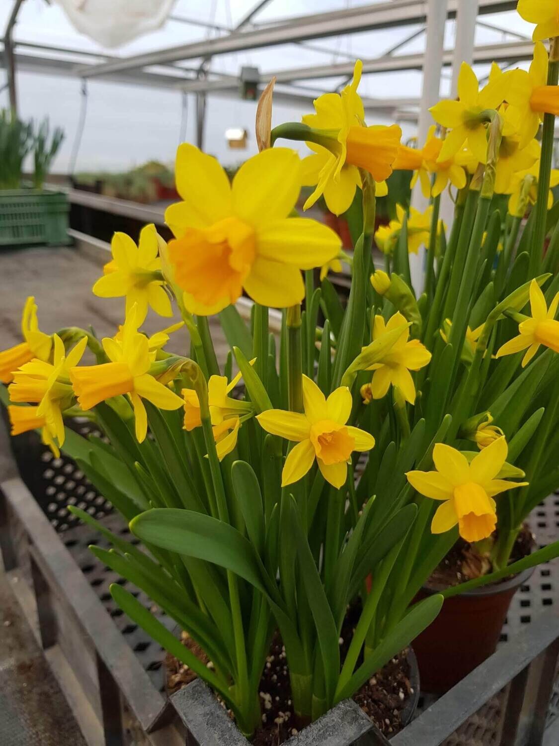 Narzissen, Osterglocken, Tête-à-tête