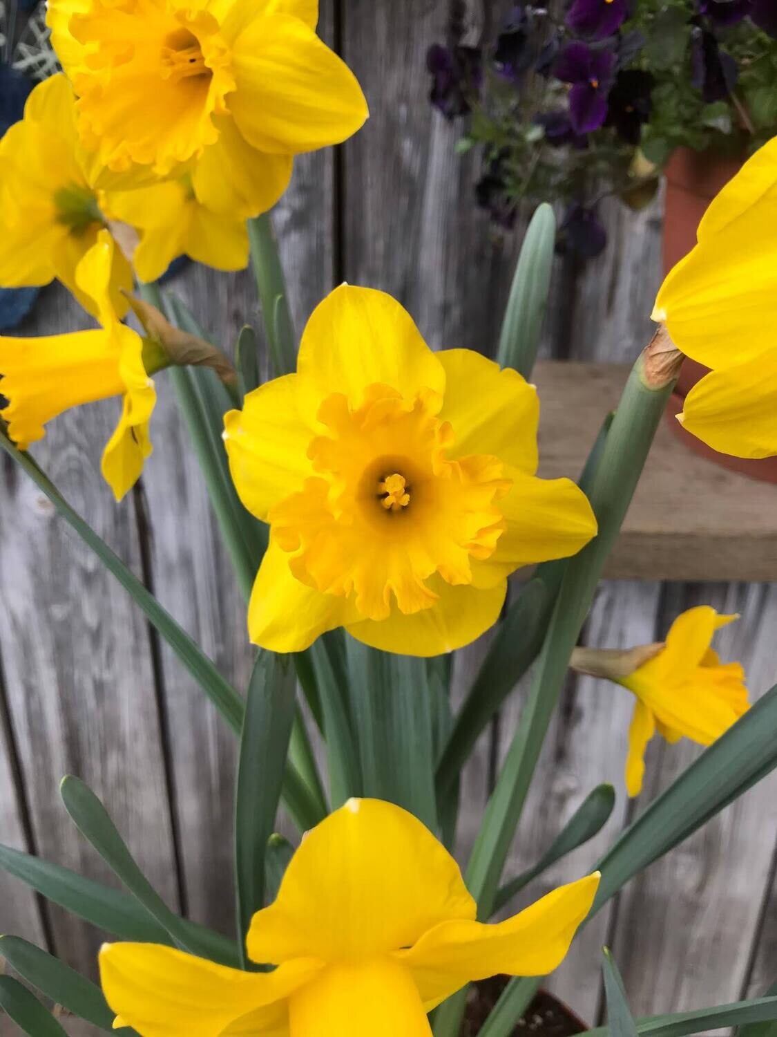 Hyazinzhen, Tête-à-tête, Tulpen und mehr 
Frühlings-Blumenzwiebeln im Topf