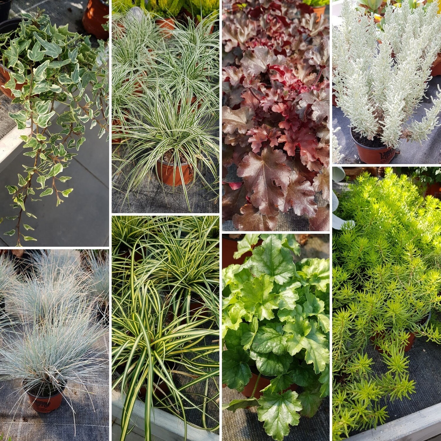 Efeu, Gräser und andere Struktur-Pflanzen