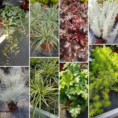 Efeu, Gräser und andere Struktur-Pflanzen Efeu, Gräser und andere Struktur-Pflanzen