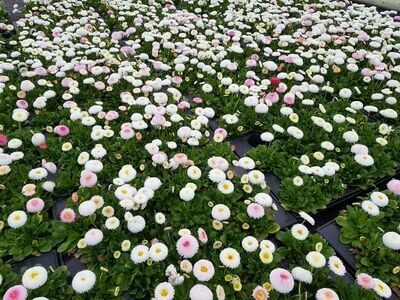 Gänseblümchen → Bellis