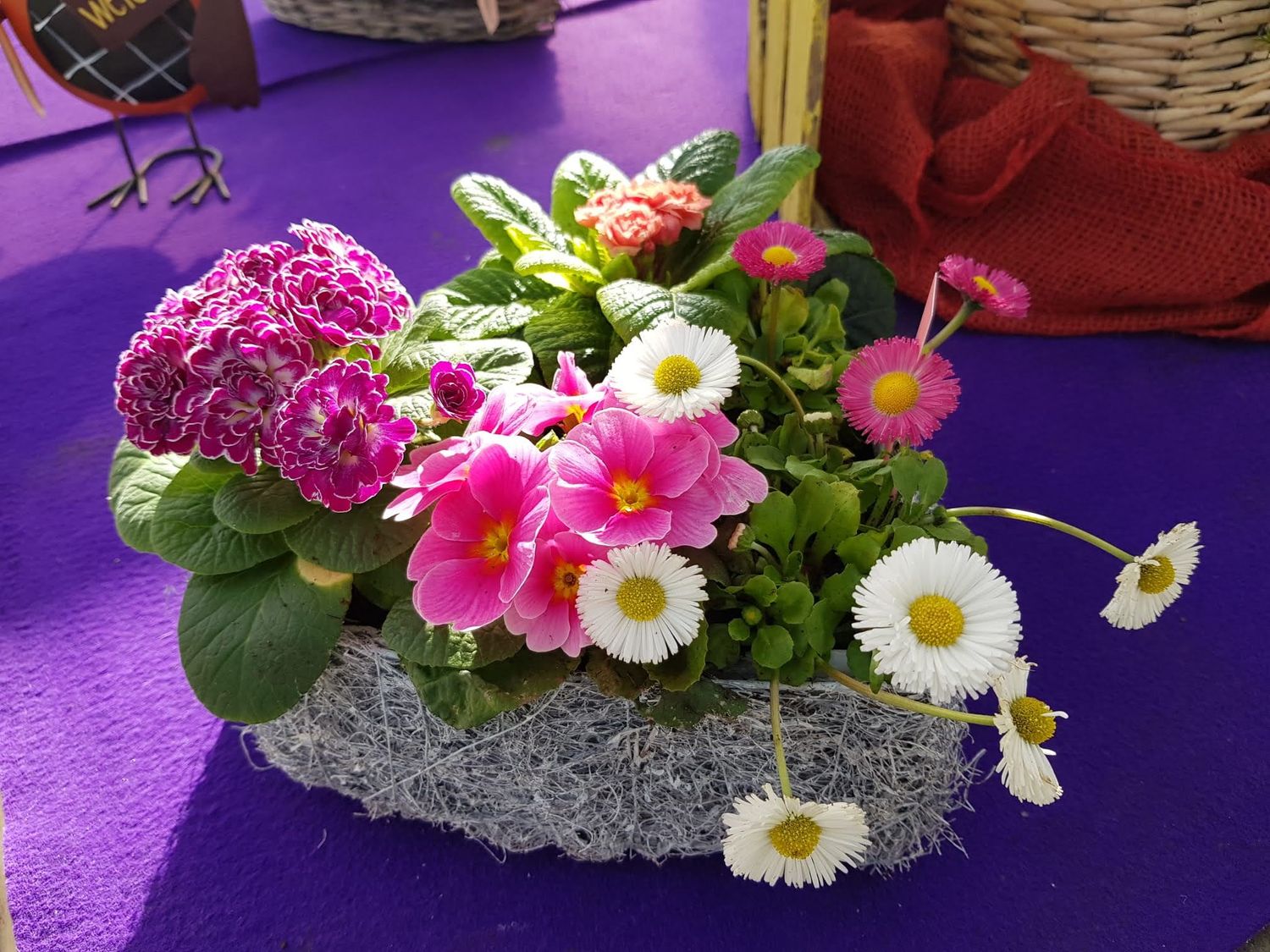 Gänseblümchen → Bellis