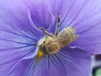 Aktuell in der Gärtnerei: Frühlingsblüher &amp; Küchenkräuter