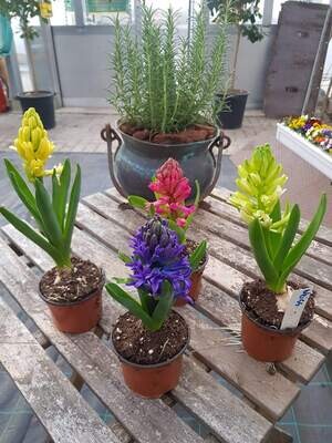 Hyazinthen Hyazinthen