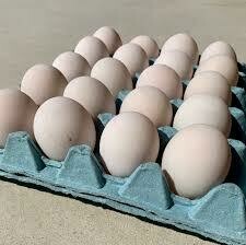 Fresh Duck Eggs -