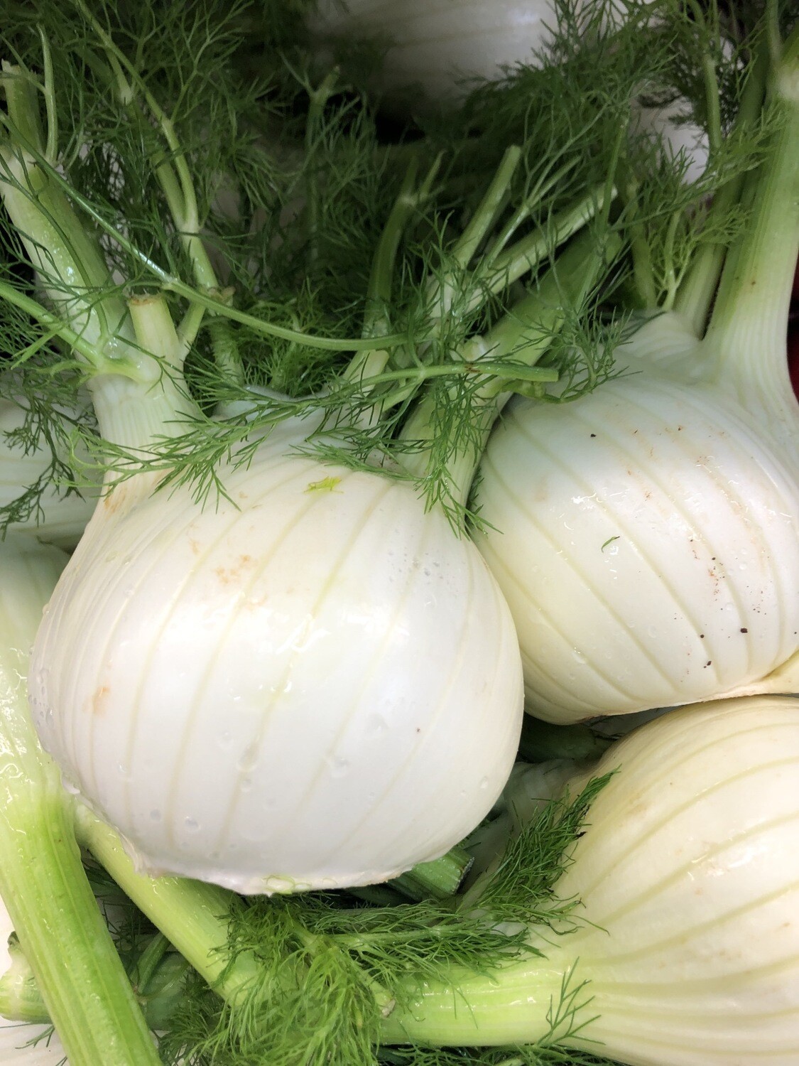 Finocchi 1kg