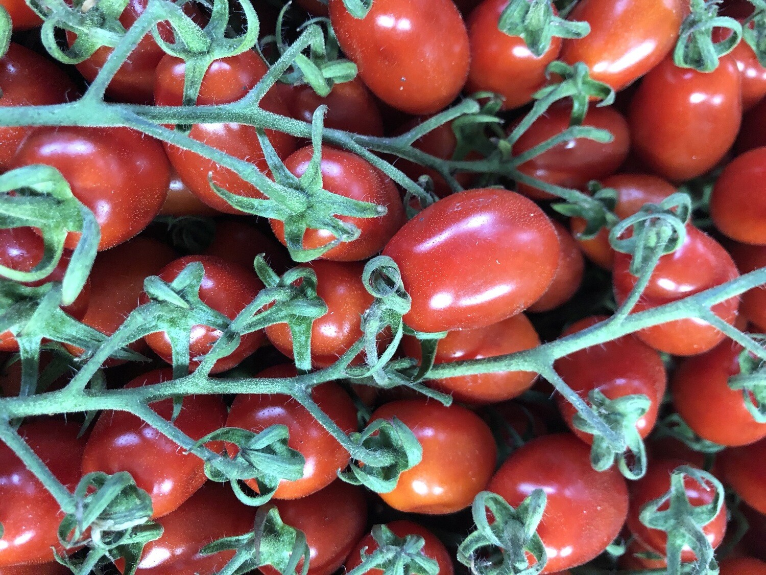Pomodoro datterino 500g