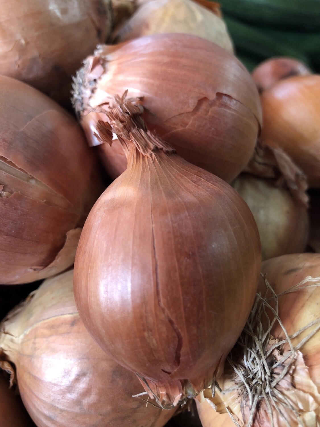Cipolla dorata 500 g