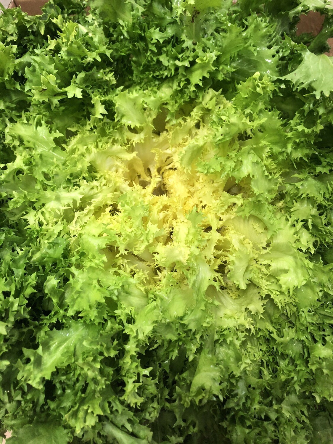 Insalata indivia 1kg