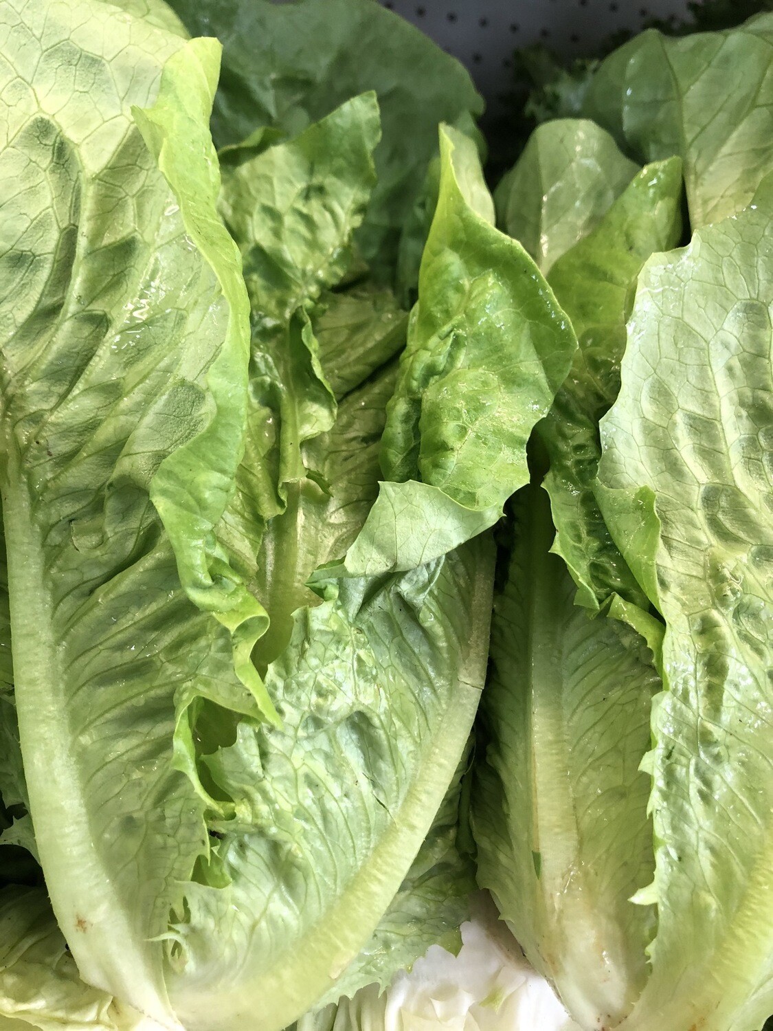 Insalata lattuga 500g