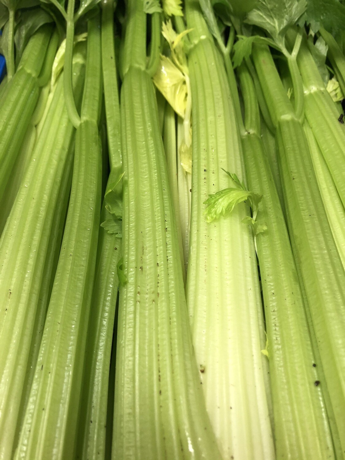 Sedano 500g