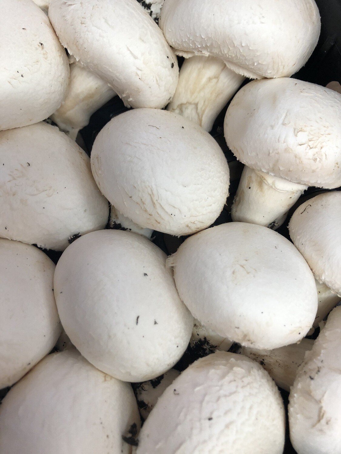 Funghi champignon 500 g