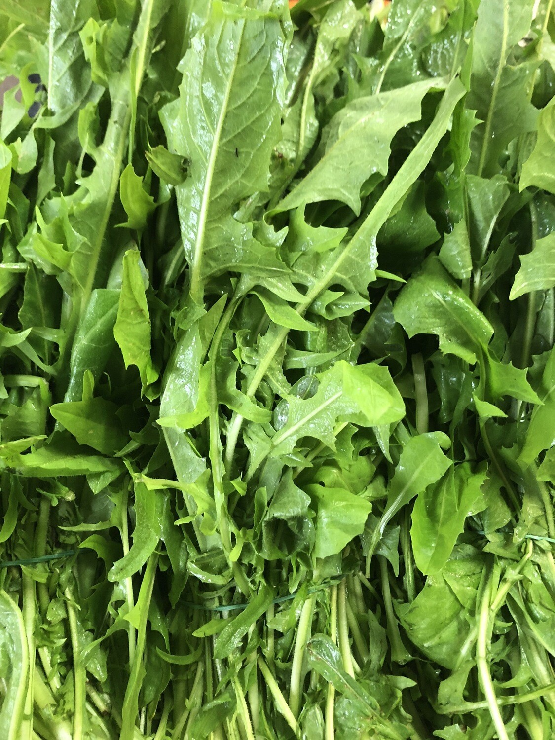 Cicoria a taglio 1 kg