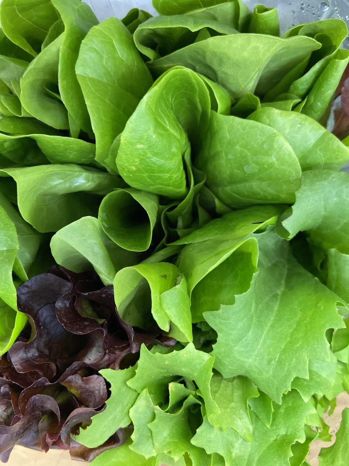 Insalatina misticanza 1 cestino