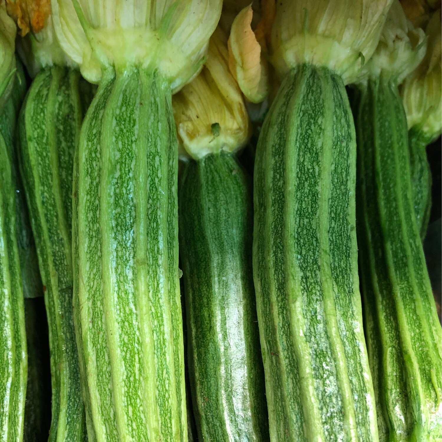 Zucchine romanesche 1 kg