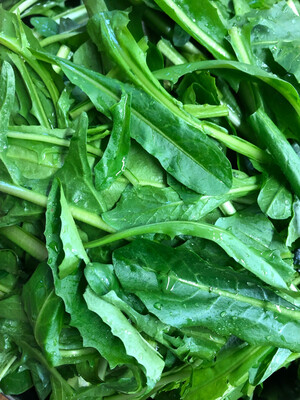 Cicoria pulita 1 kg