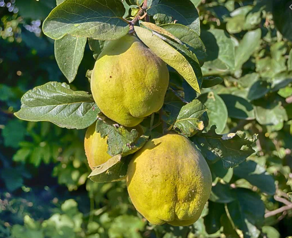 Quitten 1Kg