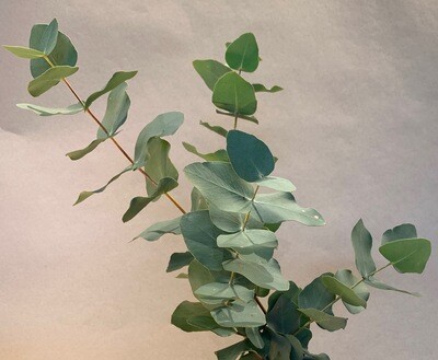 Eukalyptus cinerea