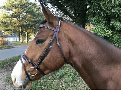 Bridon confort Cavaletti