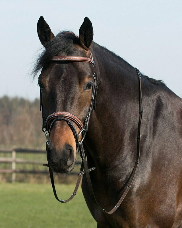 Bridon Freya
