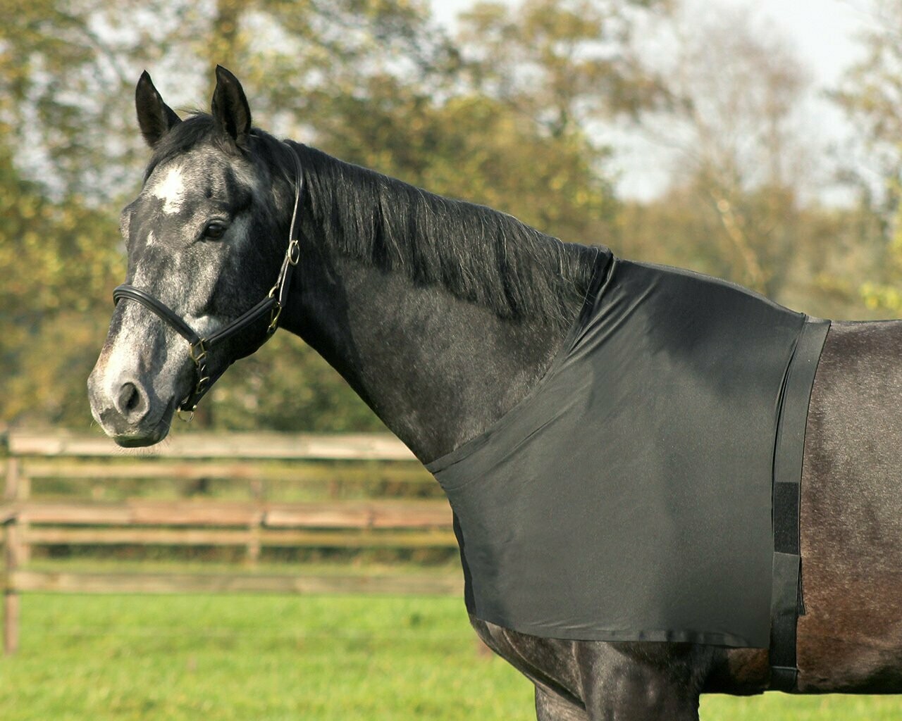 Protection de poitrail élasthanne - QHP