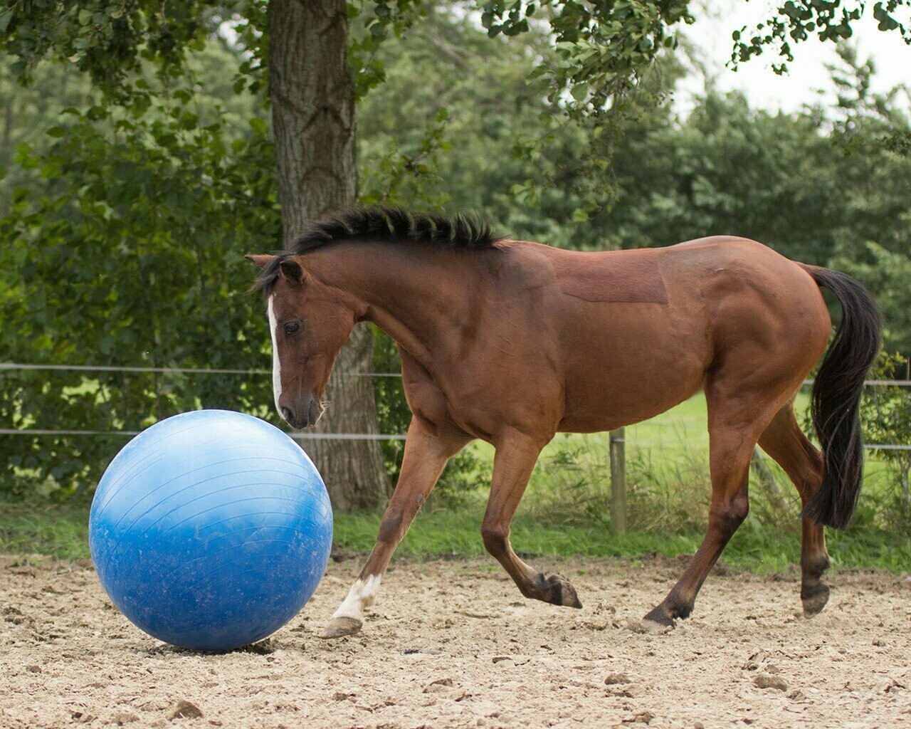 Ballon pour chevaux 100cm