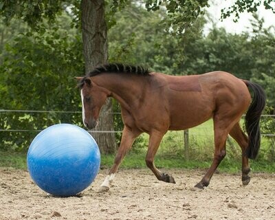 Ballon pour chevaux 100cm