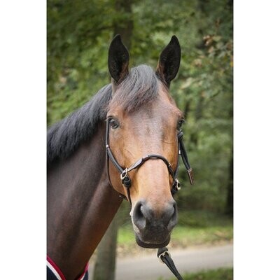 Licol ethologique Full - PENELOPE