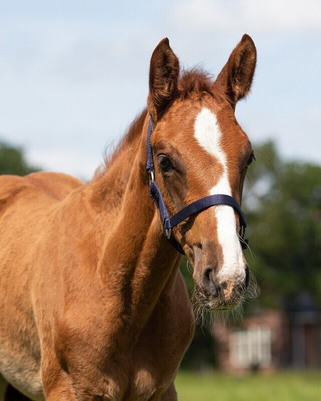 Licol réglable poulain Poney